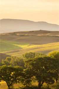 我死遁离开后，女主们全疯了在线